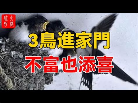 鳥來築巢 風水|【鳥來築巢 風水】鳥來築巢の風水好兆頭！這4生肖準。